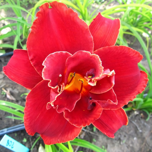 Саженцы Лилейник Moses Fire (Мозес Фаер)