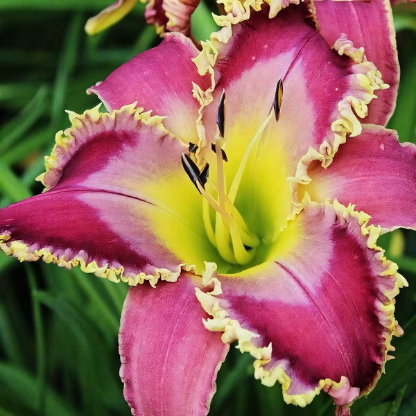Саженцы Лилейник Amethyst Sunbird (Аметист Санбёрд)
