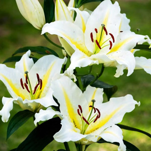  Лилия восточная Bufferi (Бафферари)