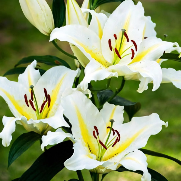 Луковицы  Лилия восточная Bufferi (Бафферари) (3шт.)