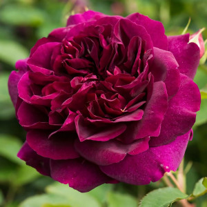 Саженцы Роза английская Дарси Бассел