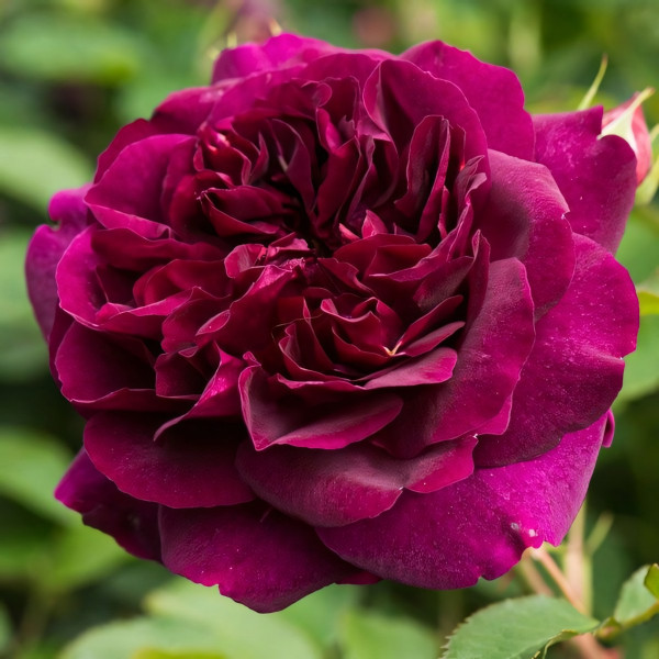 Саженцы Роза английская Дарси Бассел