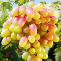 Саженцы Виноград Золотой юбилей