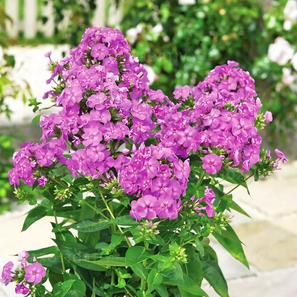 Саженцы Флокс Flame Lilac (Флейм Лилак)