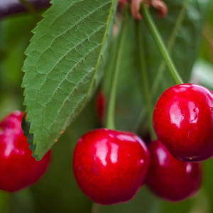 Саженцы Вишня Щедрая