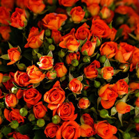 Саженцы Роза спрей Оранж Стар