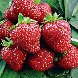Клубника  Изаура, 5шт.