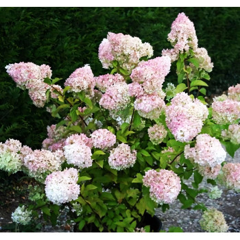 Гортензия метельчатая Diamantino (Диамантино)