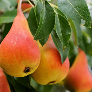 Саженцы Груша Нарядная Ефимова