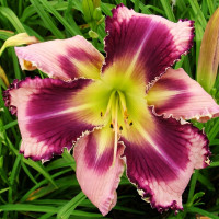 Саженцы Лилейник The Eagle Has Landed (Зе Игл Хэз Лэндид)