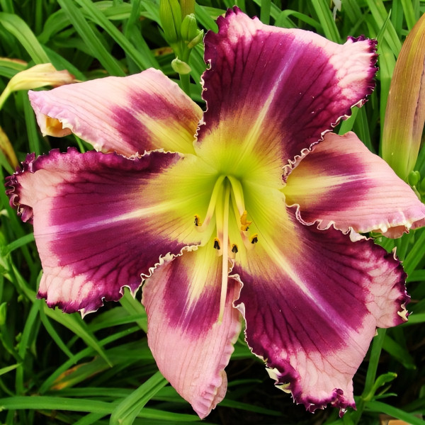 Саженцы Лилейник The Eagle Has Landed (Зе Игл Хэз Лэндид)