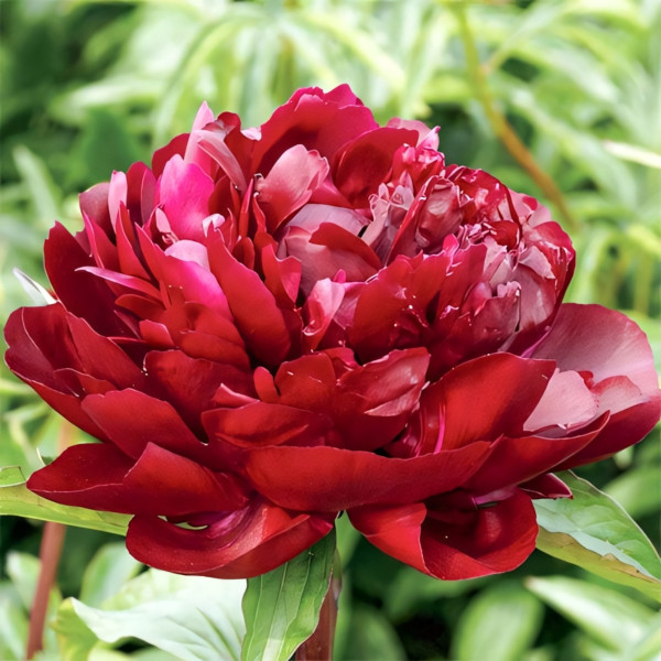 Саженец Пион Армани