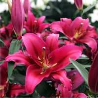 Луковицы Саженцы Лилия ОТ гибрид Morosini (Морозини) (3шт.)