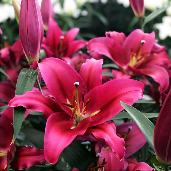 Луковицы Саженцы Лилия ОТ гибрид Morosini (Морозини) (3шт.)