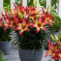 Луковицы  Лилия азиатская Majestic Joy (Маджестик Джой) (3шт.)