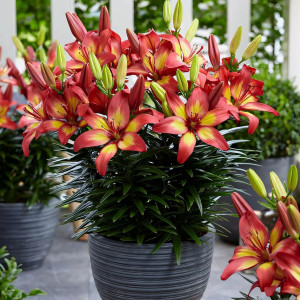  Лилия азиатская Majestic Joy (Маджестик Джой)