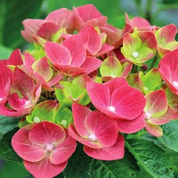 Саженец Гортензия крупнолистная Grunes Gewolbe (Грюнес Гевёльбе)