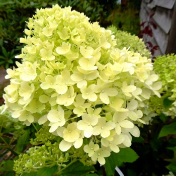 Гортензия метельчатая Candlelight,