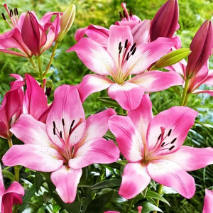  Лилия ЛА гибрид Palena (Палена)