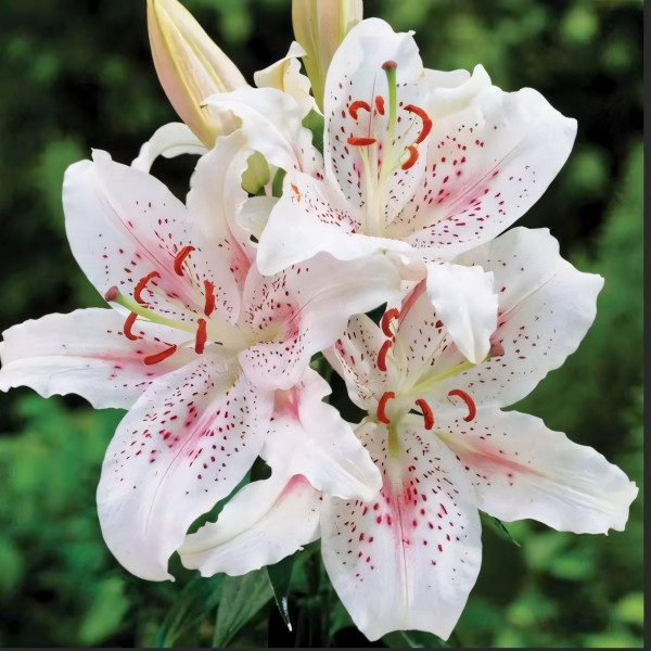 Луковицы  Лилия восточная Muscadet (Мускадет) (3шт.)