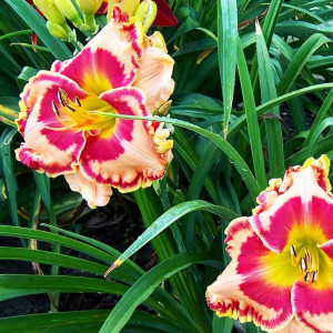 Саженцы Лилейник Spanish Fiesta (Спэниш Фиеста)