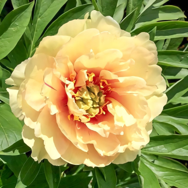 Саженец Пион (Ито-гибрид) Кенери Бриллиантс