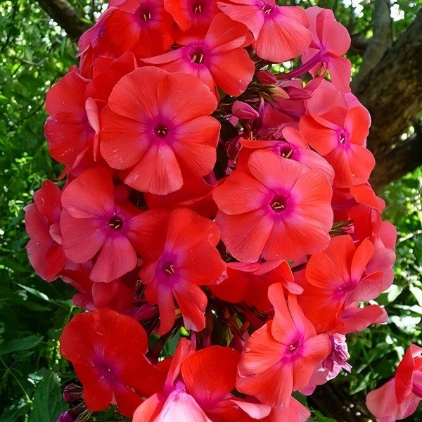 Саженцы Флокс метельчатый Фобос