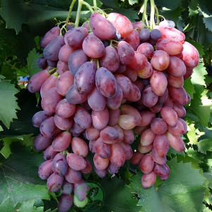 Саженцы Виноград Ася
