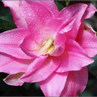 Луковицы  Лилия восточная Lotus Joy (Лотус Джой) (3шт.)