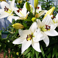 Луковицы  Лилия ЛА гибрид Bright Diamond (Брайт Диамонд) (3шт.)