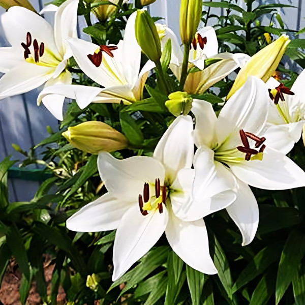 Луковицы  Лилия ЛА гибрид Bright Diamond (Брайт Диамонд) (3шт.)