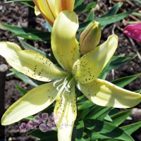 Луковицы  Лилия АОА гибрид Fields Of Gold (Филдс Оф Голд) (3шт.)