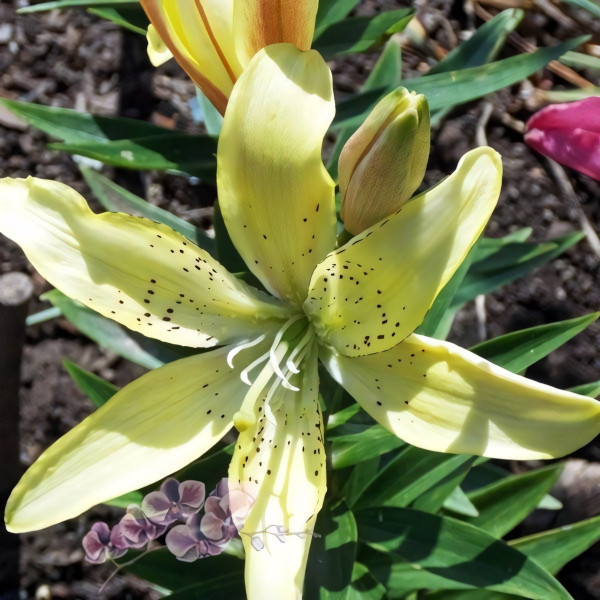 Луковицы  Лилия АОА гибрид Fields Of Gold (Филдс Оф Голд) (3шт.)