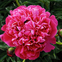 Саженцы Пион Kansas (Канзас)