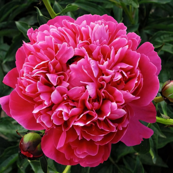 Саженцы Пион Kansas (Канзас)