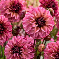 Саженцы Георгина Seniors Hope (Сеньорс Хоуп)