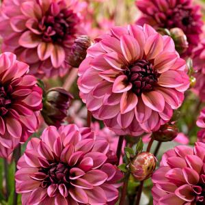 Саженцы Георгина Seniors Hope (Сеньорс Хоуп)