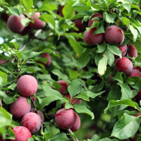 Саженцы Алыча Тимирязевская