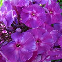 Саженцы Флокс метельчатый Джоконда