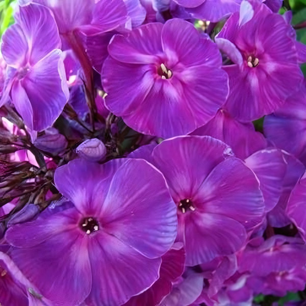 Саженцы Флокс метельчатый Джоконда