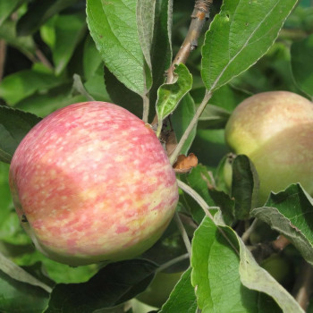 Саженцы Яблоня Ранет Конфетный
