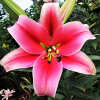 Луковицы Саженцы Лилия ОТ гибрид Imprato (Импрато) (3шт.)