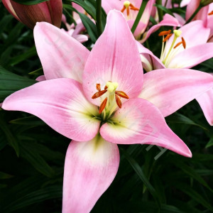  Лилия Парти Диамонд