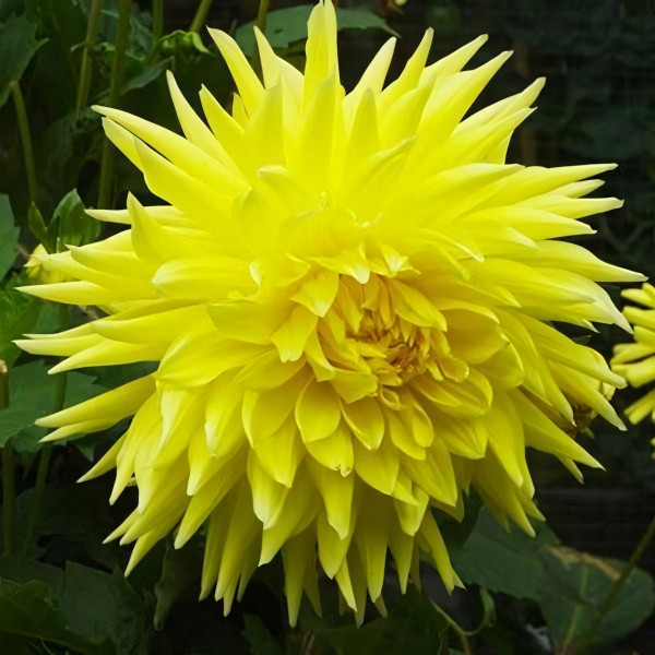 Саженцы Георгина декоративная Bilbao (Бильбао)