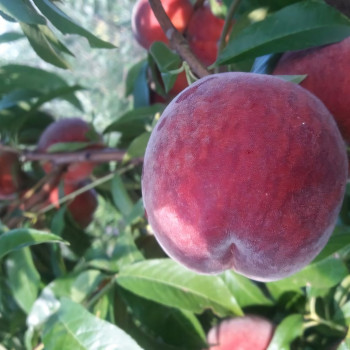 Саженцы Нектарин Рубиновый Принц