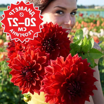 Саженцы Георгина Mingus Alex