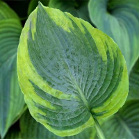 Саженцы Хоста Alvatine Taylor (Алватин Тэйлор) L