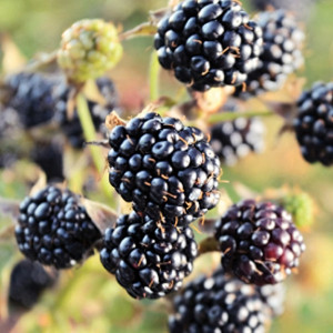 Саженцы Ежевика Оуачита