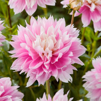 Саженцы Георгина декоративная Evanah (Эвана)