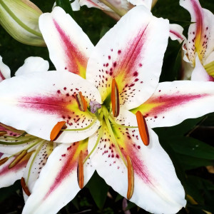  Лилия восточная Arena (Арена)